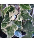 Hedera Variegata 